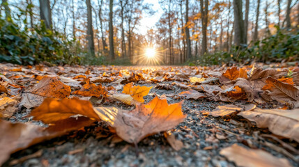 A serene autumn forest path covered in vibrant orange leaves, illuminated by golden sunlight. The crisp air and glowing light create a peaceful, warm journey through nature’s seasonal beauty.