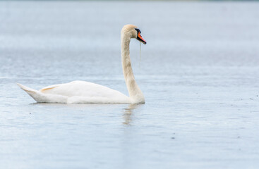 Graceful white Swan swimming in the lake, swans in the wild. Portrait of a white swan swimming on a lake.