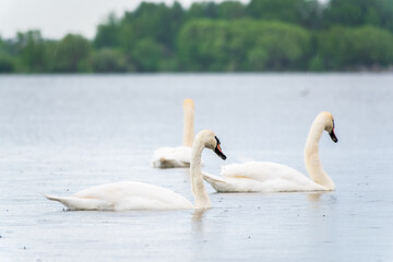 Three graceful white swans swims in the lake, swans in the wild.