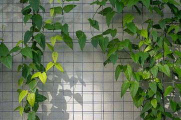 Ivy on a Metal Trellis with a White Wall Background.