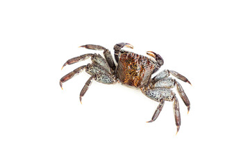 Mangrove tree crab isolated on white background, Fiddler crab, Seafood