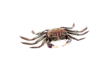 Mangrove tree crab isolated on white background, Fiddler crab, Seafood