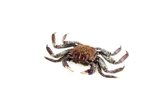 Mangrove tree crab isolated on white background, Fiddler crab, Seafood