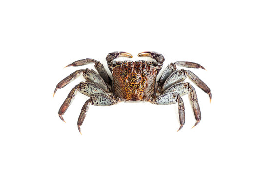 Mangrove tree crab isolated on white background, Fiddler crab, Seafood