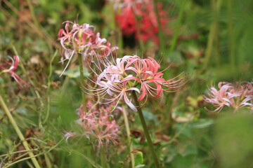 綺麗な色の彼岸花