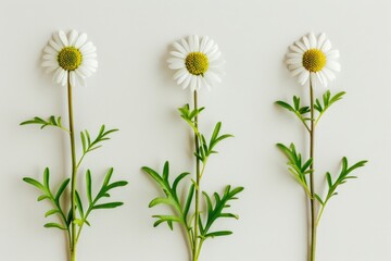 Fototapeta premium Different types of flowers on a white background