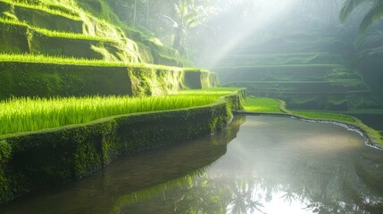 Tranquil Reflections: Majestic Rice Terrace Amid Verdant Greenery