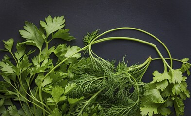Fototapeta premium Fresh green herbs including parsley, dill, and cilantro against a dark background