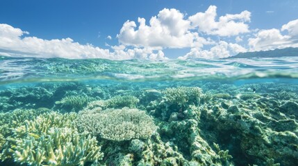 Naklejka premium Majestic Coral Reef Ecosystem: Vibrant Marine Life Amidst Turquoise Waters