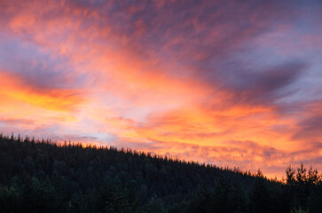 Fototapeta premium The Southern Urals. Silhouettes of pine trees against the sunset sky.