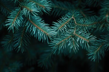 Close-up of Pine Tree Branches with Dark Background