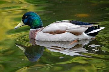 Prachtvoller Erpel auf dem Teich: Eine Stockente in voller Schönheit