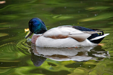 Fototapeta premium Majestätischer Erpel: Eine Stockente schwimmt im sonnigen Teich