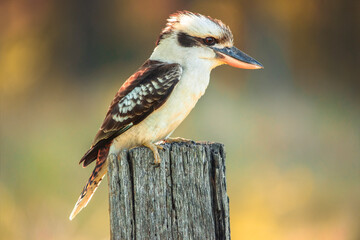 The laughing kookaburra is a bird in the kingfisher subfamily Halcyoninae. It is a large robust kingfisher with a whitish head and a brown eye-stripe. 