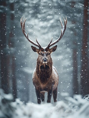 Noble Stag Standing in Snowfall