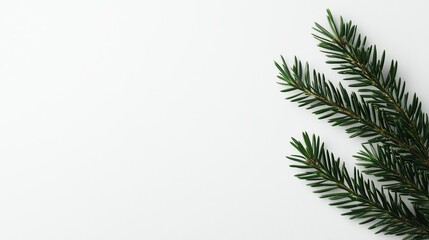 Fototapeta premium Blank white card with a single green pine branch icon, no other elements, Minimal Christmas card, modern simplicity