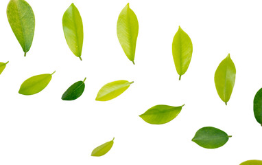Naklejka premium Green nature leaves on white background isolate with clipping path it easy to cut and edit.
