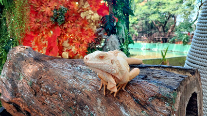  iguana sitting quietly in a tree