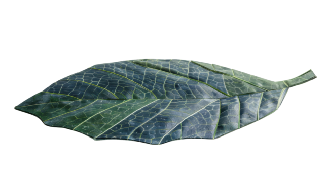 Solar panel shaped like a tree leaf on white background