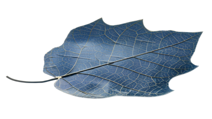 Solar panel shaped like a tree leaf on white background