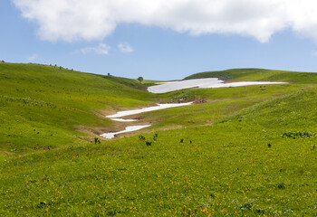 nature park, spring mood and a walk through the alpine meadows on a sunny day