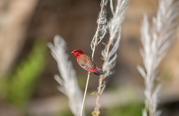 Red Munia perched on a Twig