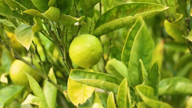 Lime Tree at Sovereign Hill
