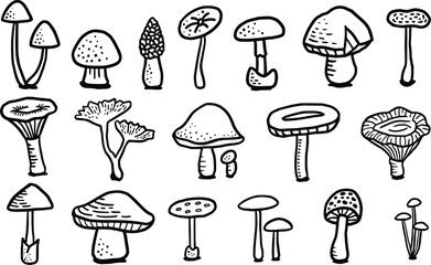 Mushroom illustration