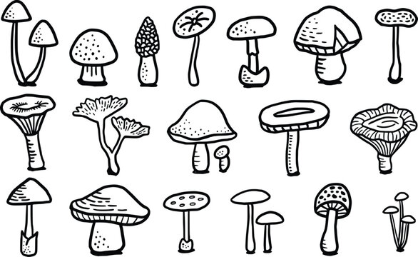 Mushroom illustration