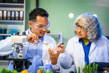 A reliable middle-aged Asian male researcher collaborates with experienced gray-haired elderly Asian female nutritionist in laboratory, food ingredients, extracts, their impact on nutrition health.