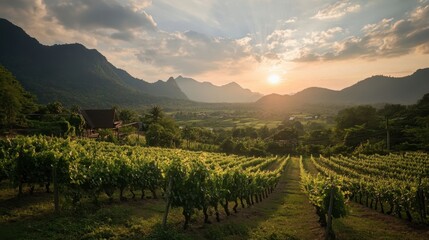 Fototapeta premium A beautiful sunset view at the vineyards in Wang Nam Khiao, with grapevines glowing in the evening light.