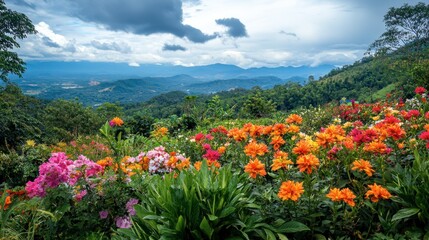 Obraz premium Colorful flowers in bloom at Wang Nam Khiao, known as the Switzerland of Isaan.