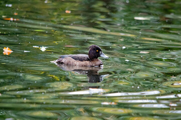 Eine Ente auf dem Wasser