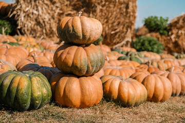 Large, stacked pumpkins on a sunny day at an autumn farm with hay bales in the background