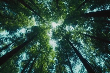 Upward View of a Dense Forest Canopy