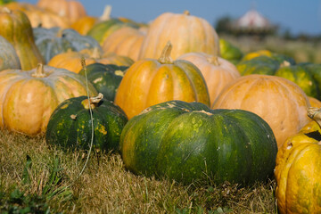 Colorful pumpkins scattered across a field during autumn in a rural landscape