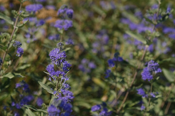 Vivid purple flowers bloom in a sunny field during a warm afternoon in late summer
