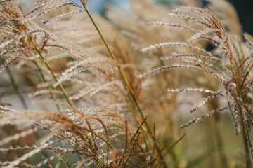 Fototapeta premium Golden grasses swaying gently in the breeze under a warm autumn sun near a peaceful meadow