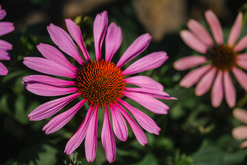 Vibrant pink flowers blooming in a garden during late spring, showcasing their natural beauty and texture