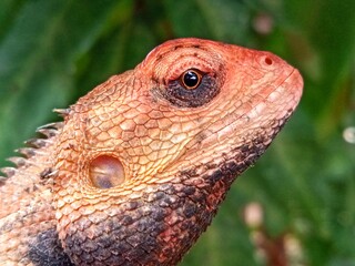 Close up horizontal shot of garden chameleon animal head, bokeh foliage background 