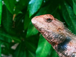Close up horizontal shot of garden chameleon animal head, bokeh foliage background 