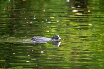 Blässhuhn schwimmt auf grünem Wasser