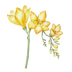 Yellow freesia flowers, blossoming branch. Watercolor illustration in vintage style. For design and printing of packaging, labels for women's products, perfumes, cosmetics, shampoos, soaps, cutlery.