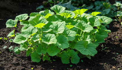 Obraz premium A lush cluster of green leaves growing in rich soil, indicating healthy plant growth in a garden setting.
