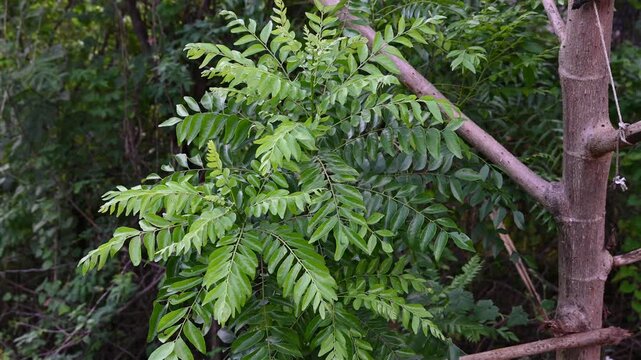 The curry tree (Murraya koenigii) or curry leaf tree. Curry berry leaf tree with green leaves background
