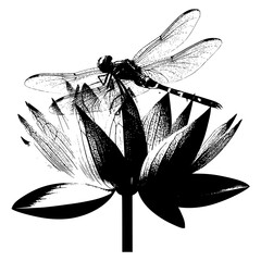 dragonfly on black background