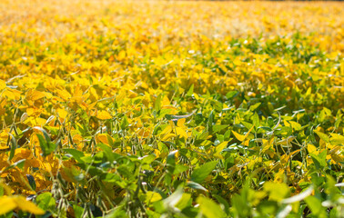 Obraz premium beautiful soybean field illuminated by the rays of the sunset