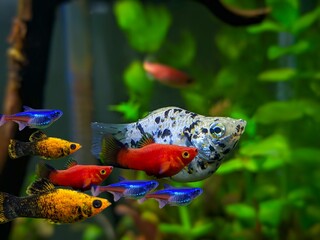fish in aquarium