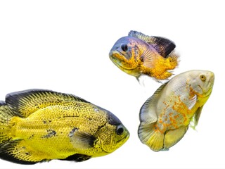 predatory fish isolated on white