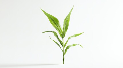 Obraz premium A small green plant with long leaves on a white background